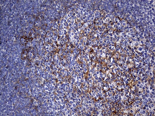 Monoclonal Mouse anti-Human FAM151B Antibody (clone OTI2B3, IHC, WB)