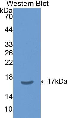 NOS1 / nNOS Antibody (aa691-826)