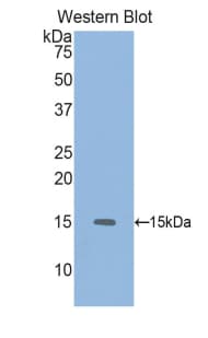 GDF6 / BMP13 Antibody (aa339-454, HRP)