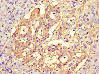 NAF-1 / CISD2 Antibody