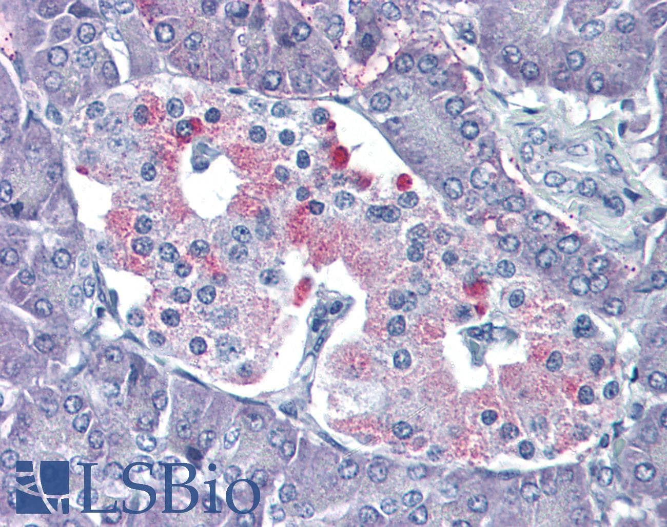 IHC-plus™ P2RY4 / P2Y4 Antibody (Internal)