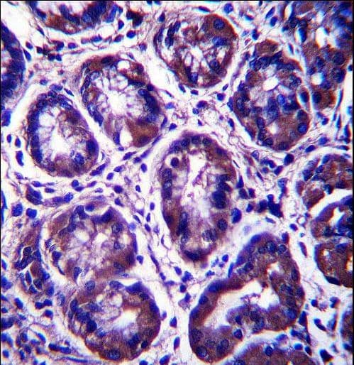 RIBC2 Antibody (aa64-93)
