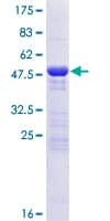 Human APBB1IP / RIAM Protein (Recombinant GST)