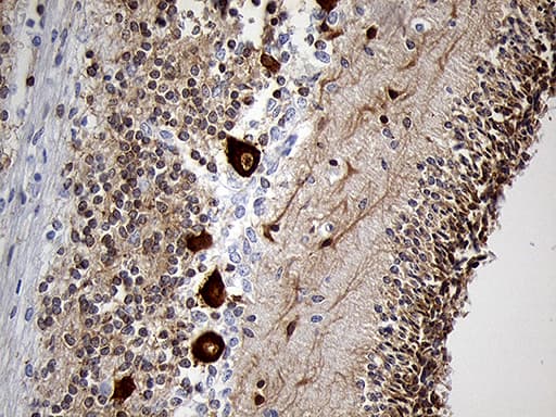 EEF1D Antibody (clone OTI4B9, Carrier-free)