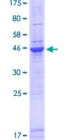 Human KBTBD12 Protein (Recombinant GST)