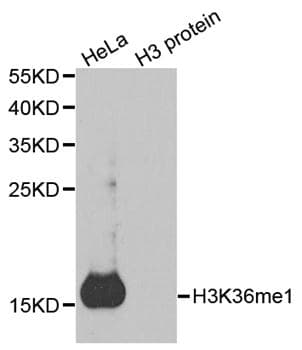 Polyclonal Rabbit anti-Human Histone H3 Antibody (Methyl-Lys36, IHC, IF, WB)