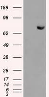 HDAC10 Antibody (clone OTI7C3)