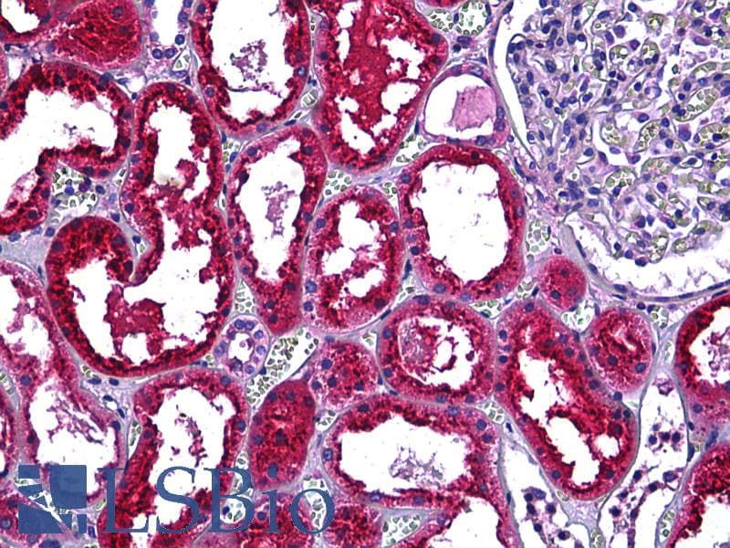 IHC-plus™ CST3 / Cystatin C Antibody