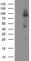 FGFR2 / FGF Receptor 2 Antibody (clone OTI4D6)