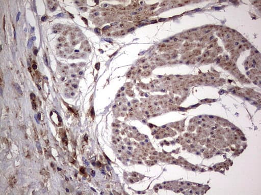 DOCK8 Antibody (aa832-1160, clone OTI4H10)