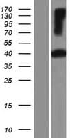 PSG11 Protein (Over-Expression Lysate Myc-DDK (Flag))