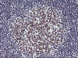 USP7 / HAUSP Antibody (clone OTI3F7)
