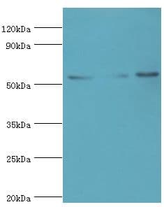 SUFU Antibody (aa325-484)