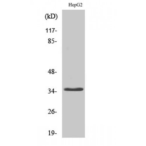 CD34 Antibody (Internal)