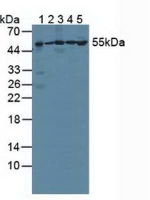 PSMC1 Antibody (aa1-440, APC)
