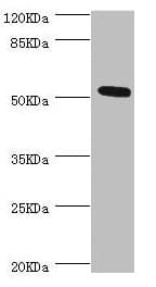 ZC3HC1 / NIPA Antibody