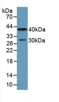 CPA4 Antibody (aa55-421, PE)