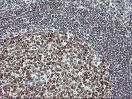 USP7 / HAUSP Antibody (clone OTI3D5, Carrier-free)