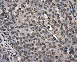Basigin / Emmprin / CD147 Antibody (clone OTI3E5)