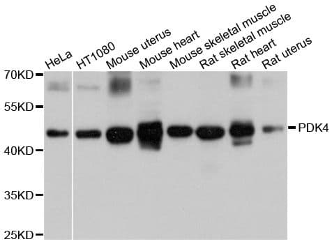 PDK4 Antibody