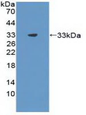 FSP27 / CIDEC Antibody (aa1-221, Biotin)