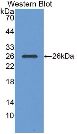 PGA5 / Pepsin A Antibody (Biotin)