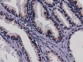 NT5DC1 Antibody (clone OTI2B12)