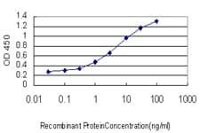 MAPKAPK2 / MAPKAP Kinase 2 Antibody (clone 2B3)