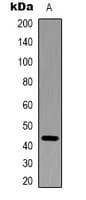 ACTB / Beta Actin Antibody (HRP)