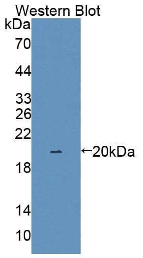 IL1F9 Antibody (aa5-153, Biotin)