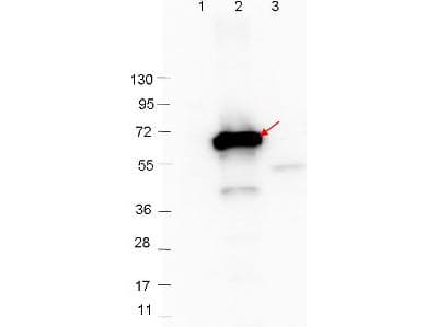 CRASP-2 Antibody (Liquid)