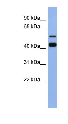 ZNF547 Antibody (aa107-156)