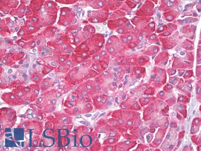 IHC-plus™ ATP1A1 Antibody (aa5-54)