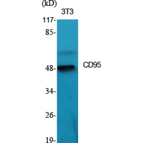 Polyclonal Rabbit anti-Human CD95 / FAS Antibody (250-330 aa, C-terminal, IHC, WB)
