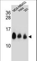 NDUFC2 Antibody (aa90-119)
