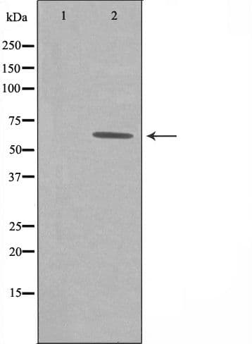 GRB14 Antibody