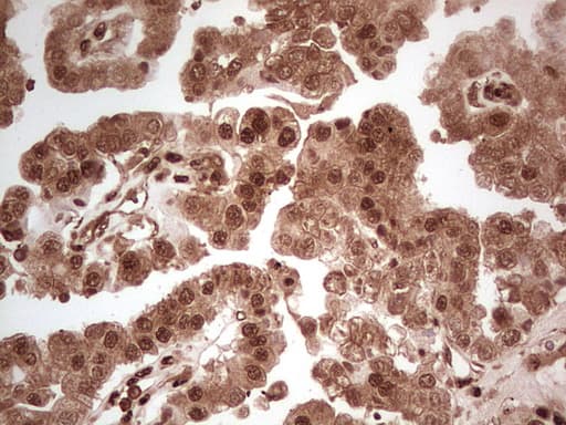 MTOR Antibody (aa1766-2144, clone OTI4A6, Carrier-free)