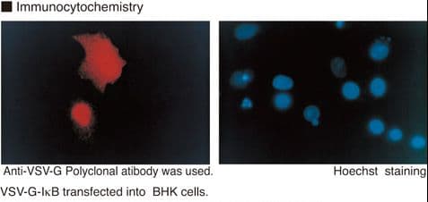 VSV-g Tag Antibody