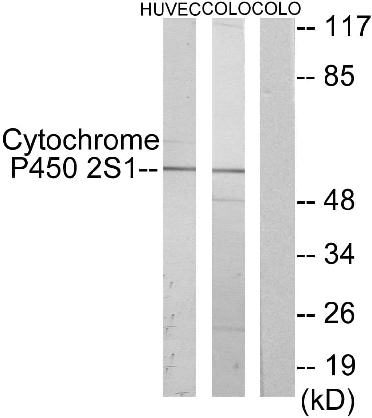 CYP2S1 Antibody (aa181-230)