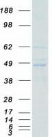 Human FASTK / FAST Protein (Recombinant Myc-DDK (Flag))