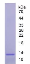 Human MTNR1A / Melatonin Receptor 1a Protein (Recombinant His-S)