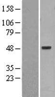 Human PSKH1 Protein (Over-Expression Lysate Myc-DDK (Flag))