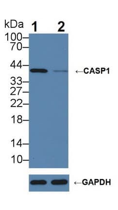 Polyclonal Rabbit anti-Pig CASP1 / Caspase 1 Antibody (aa120-297, WB)