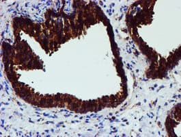 PDIA4 / ERP72 Antibody (clone OTI2C11)