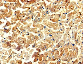 Polyclonal Rabbit anti-Human WDR27 Antibody