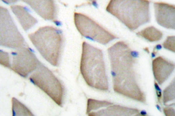 Actin Antibody (Glu361)