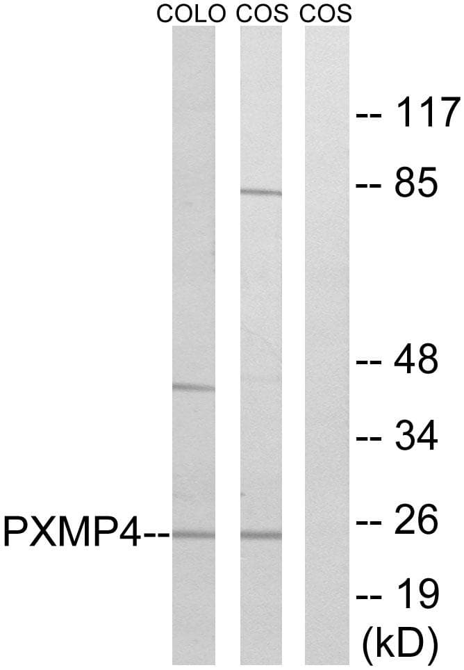 PXMP4 Antibody