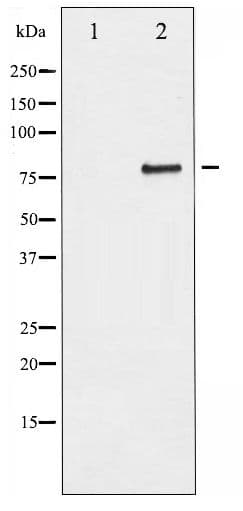 SP1 Antibody (phospho-Thr739)
