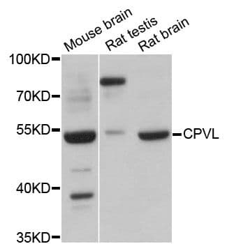 CPVL Antibody