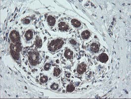 NDUFB10 Antibody (clone OTI1H6)